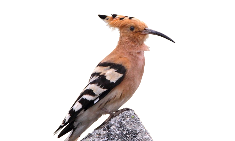 Abubilla común