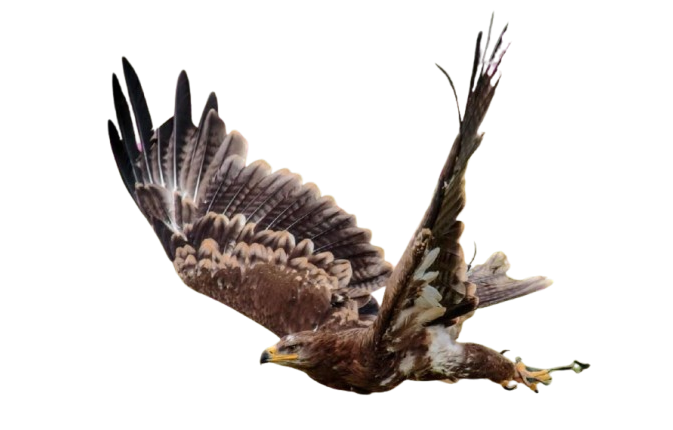 Águila real