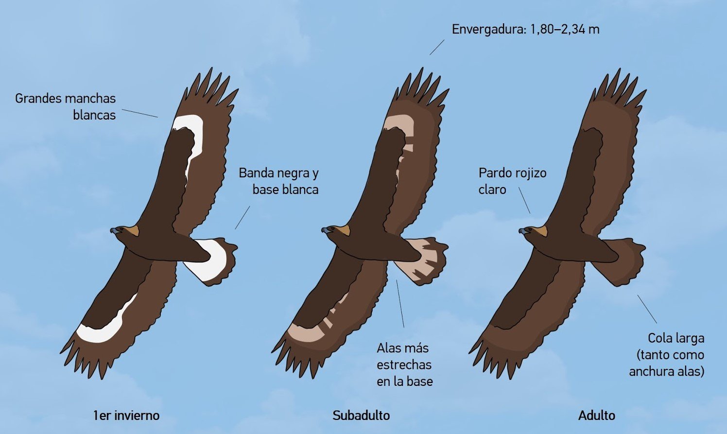 Comparativa de plumaje: juvenil, subadulto y adulto