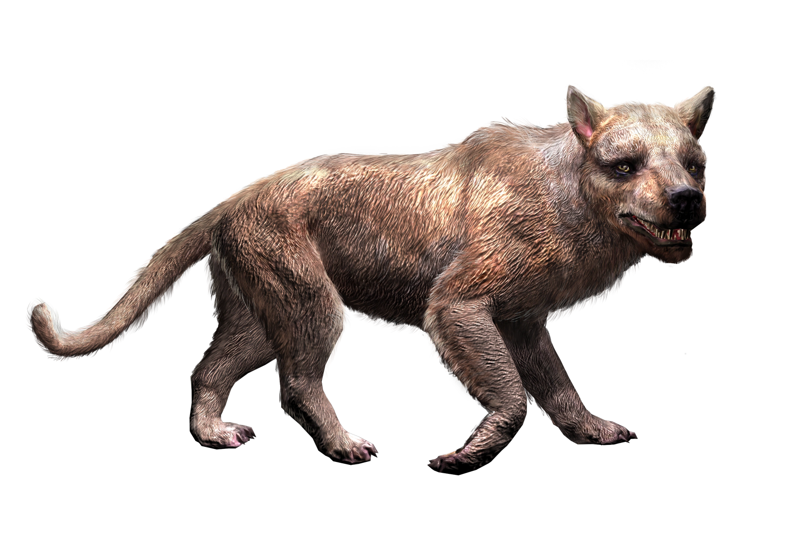 Amphicyon
