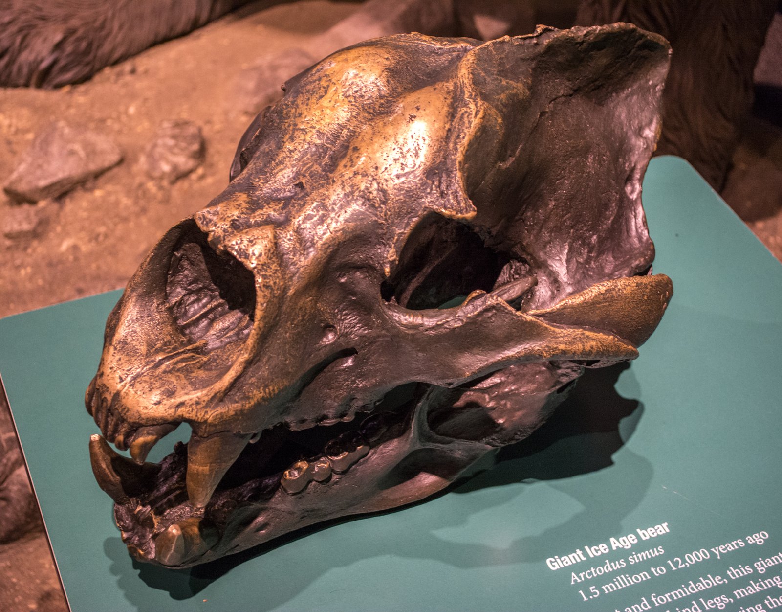Cráneo del Arctodus simus