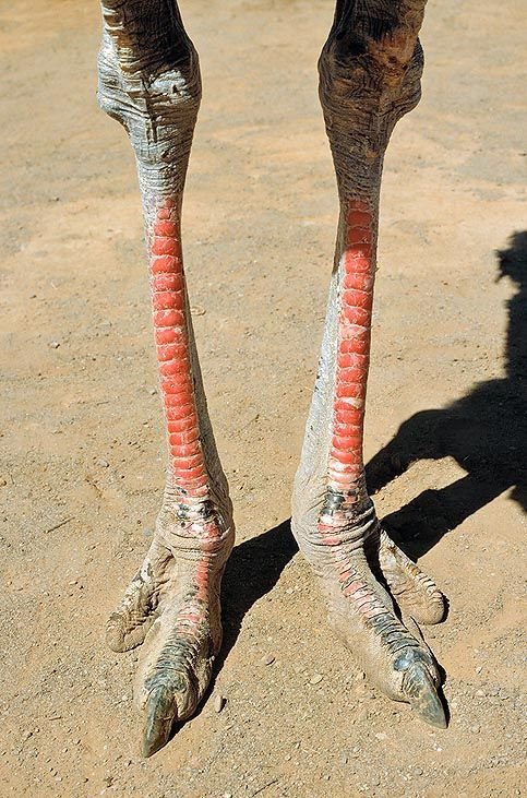 Patas y garras