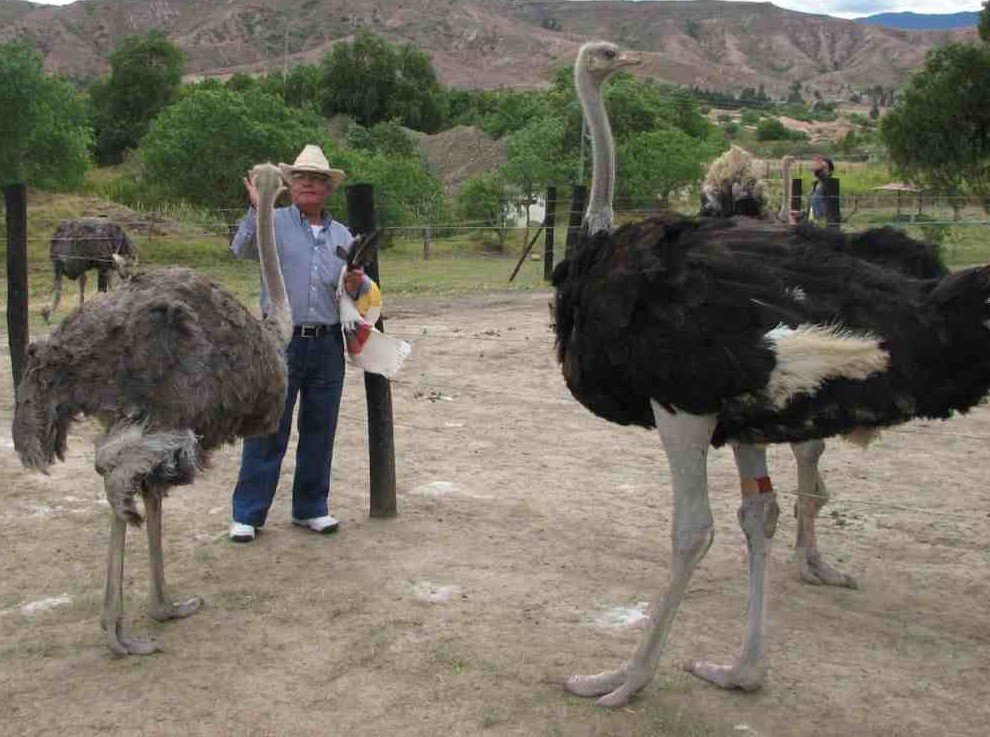 Tamaño