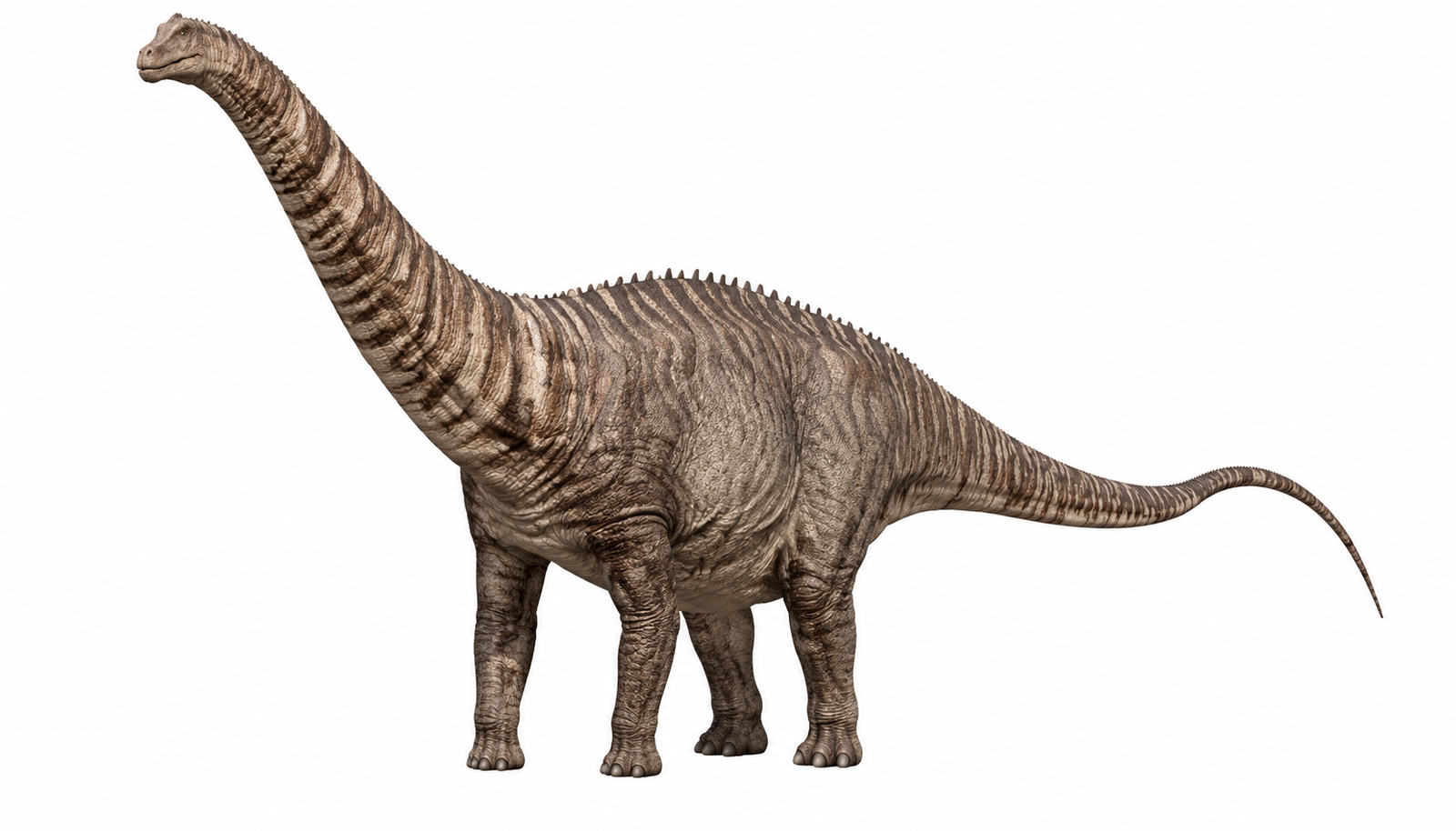 Brontosaurus