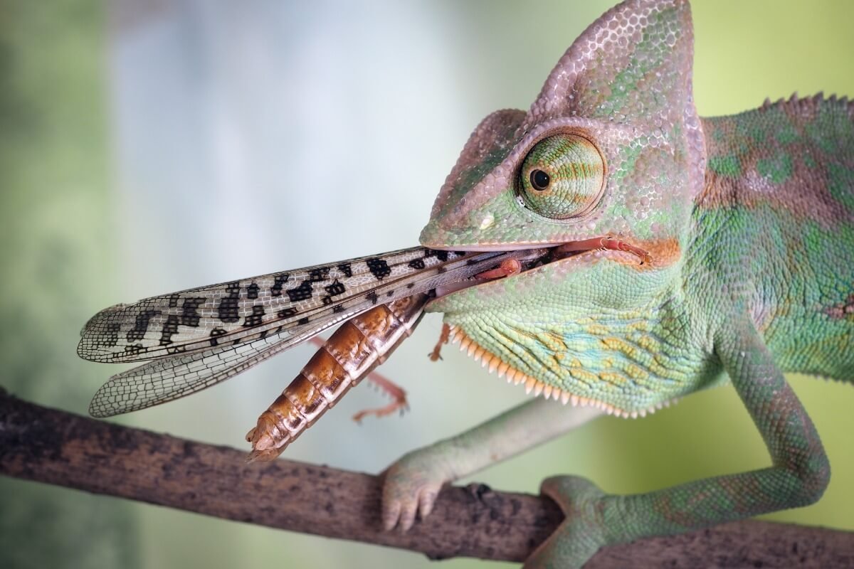 Capturando una presa