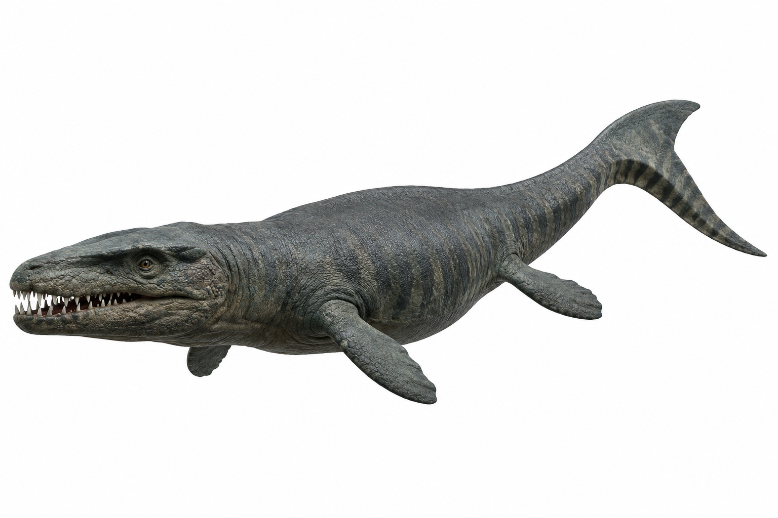Dakosaurus