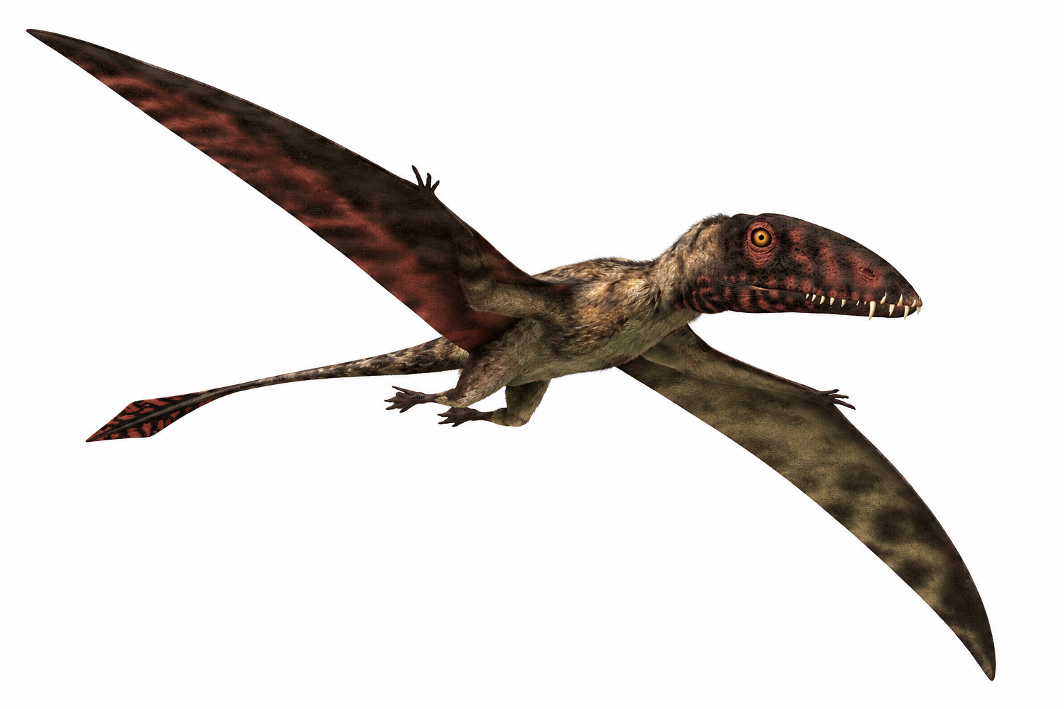 Dimorphodon