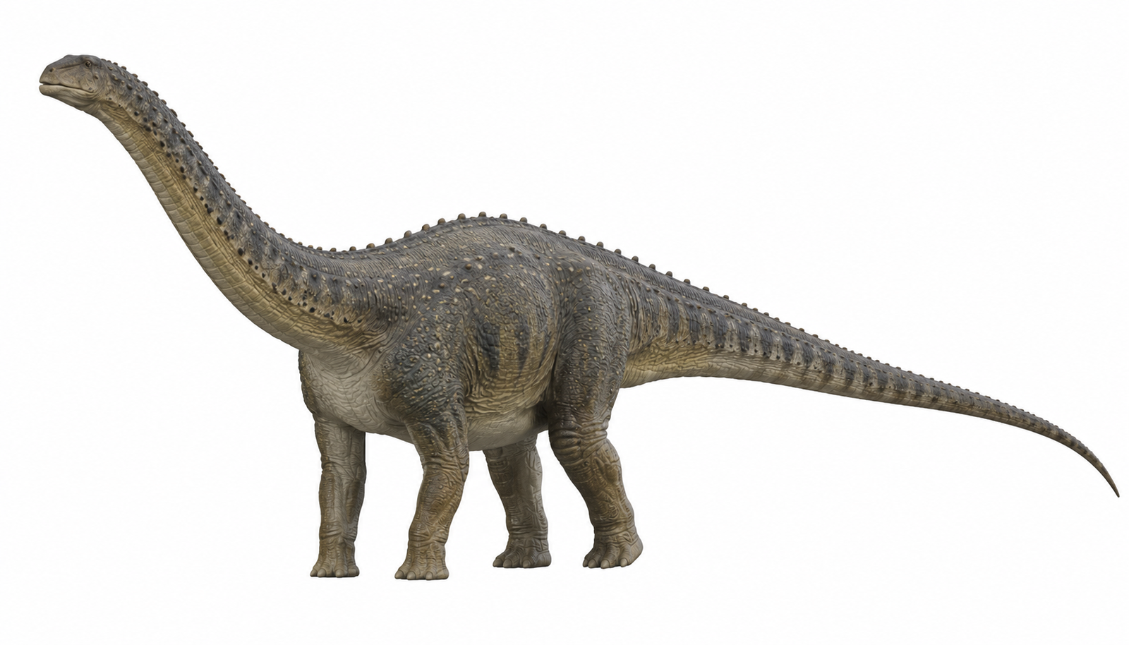 Diplodocus