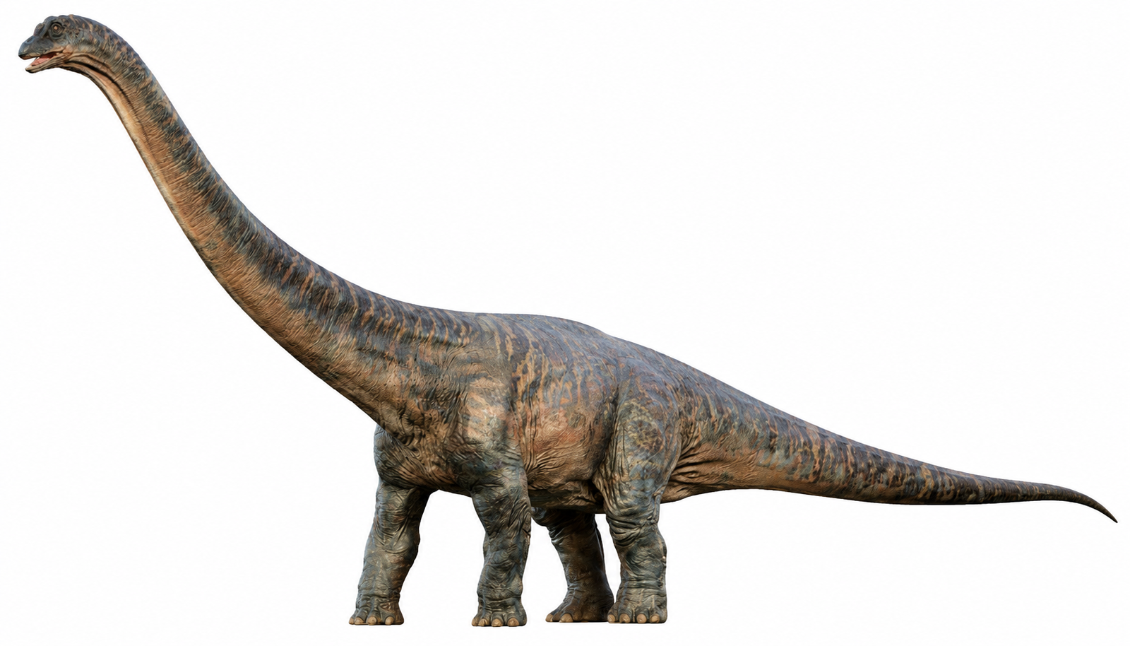 Dreadnoughtus