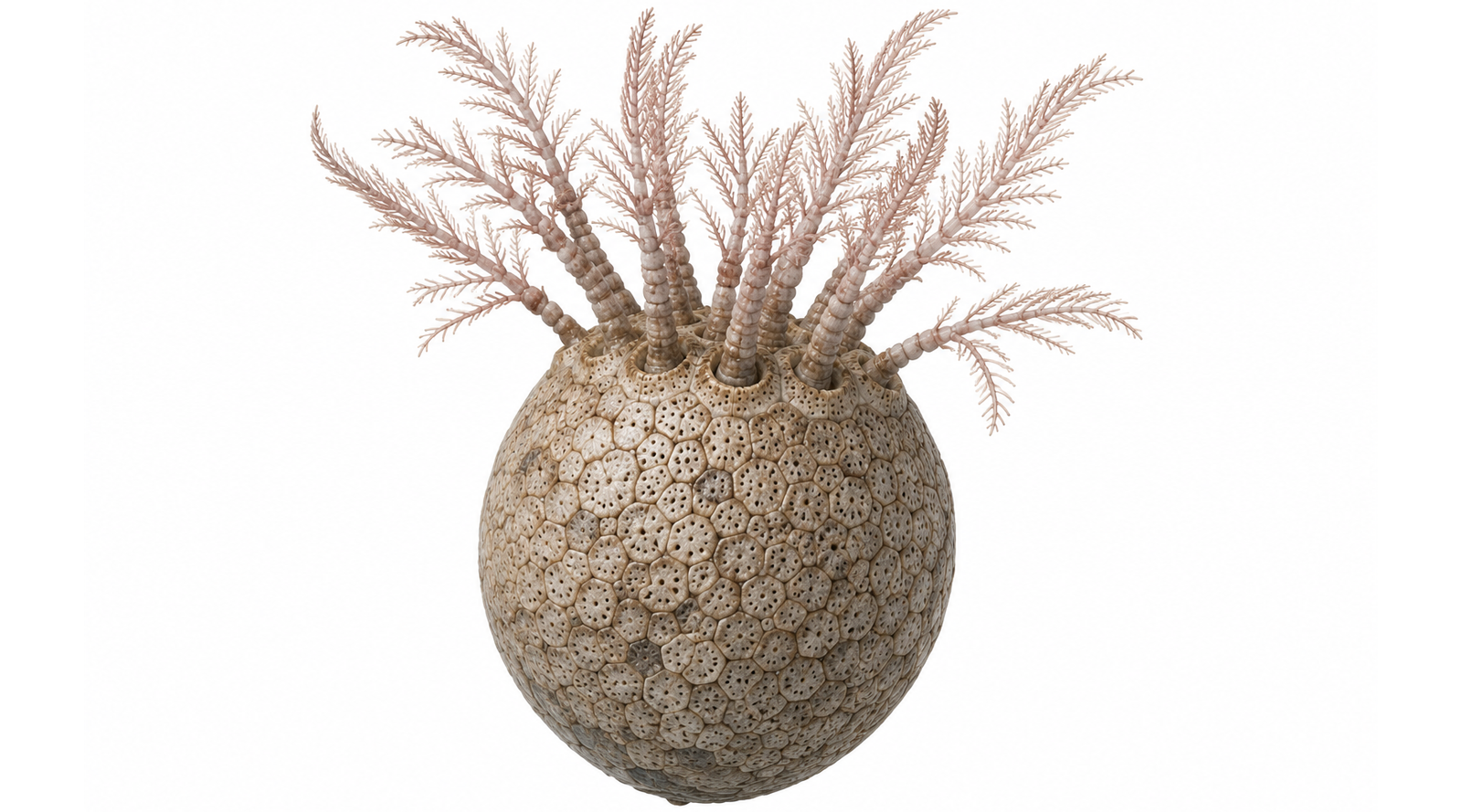 Echinosphaerites