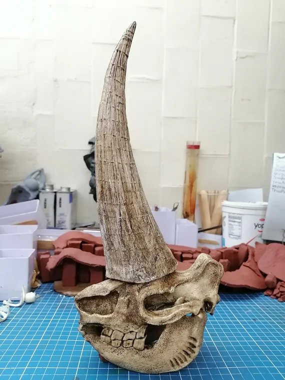 Cráneo mostrando la cúpula frontal para el cuerno