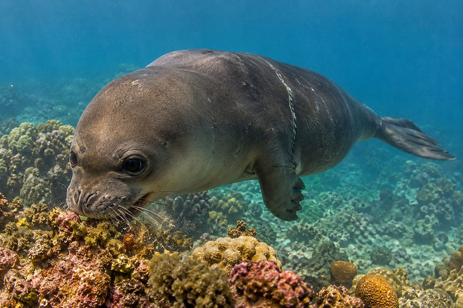 Reconstrucción de la foca monje alimentándose en un arrecife de coral