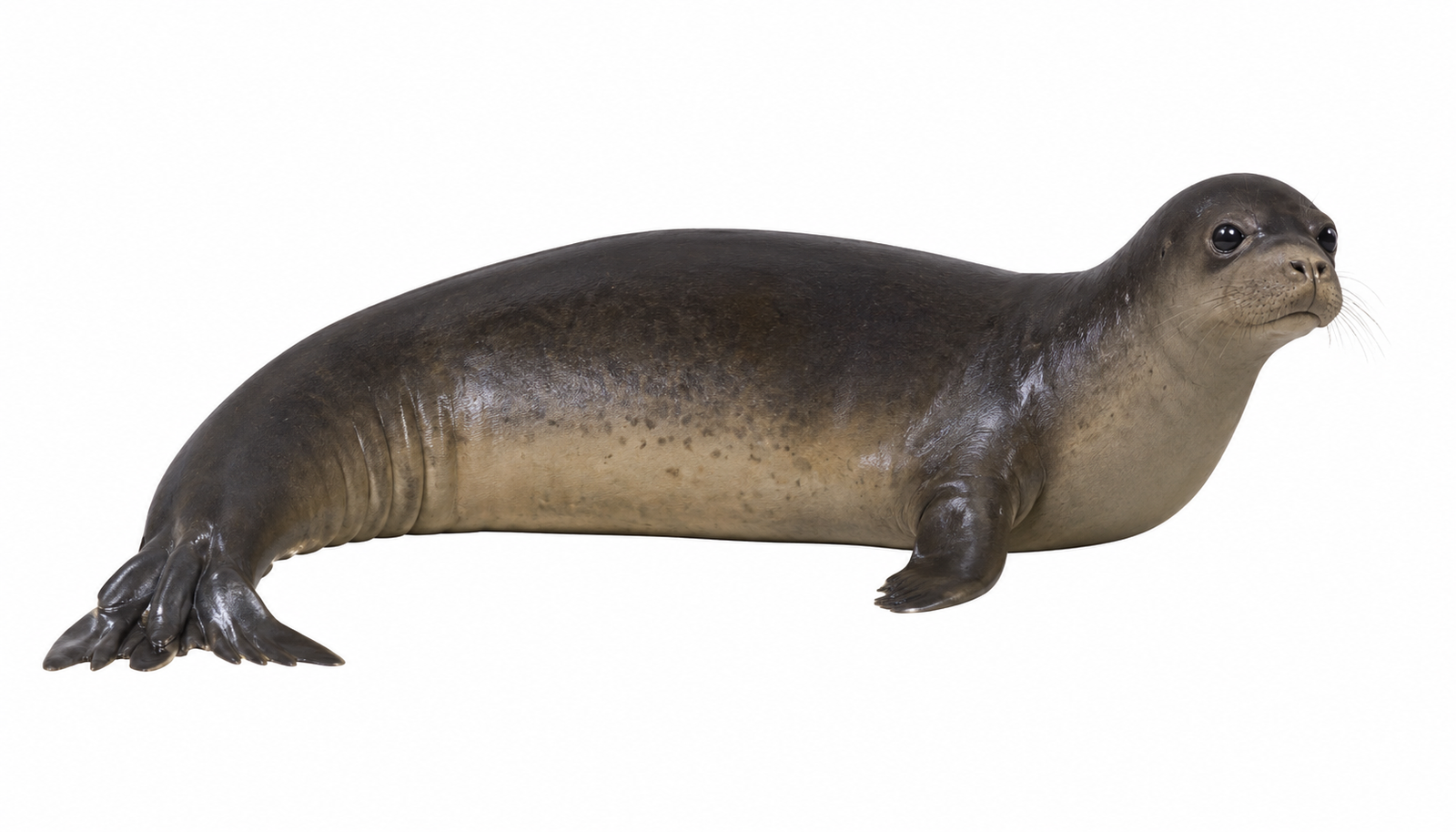 Foca monje del Caribe
