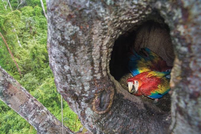 Pareja de guacamayos en el nido