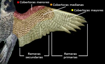Alas y estructura