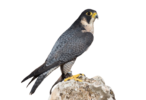 Halcón peregrino