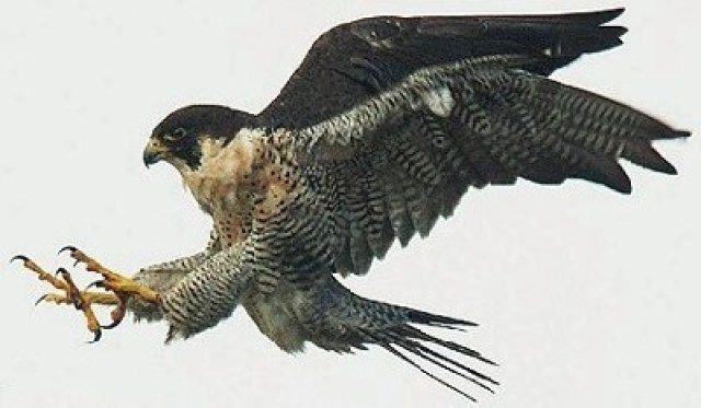 Pico y garras