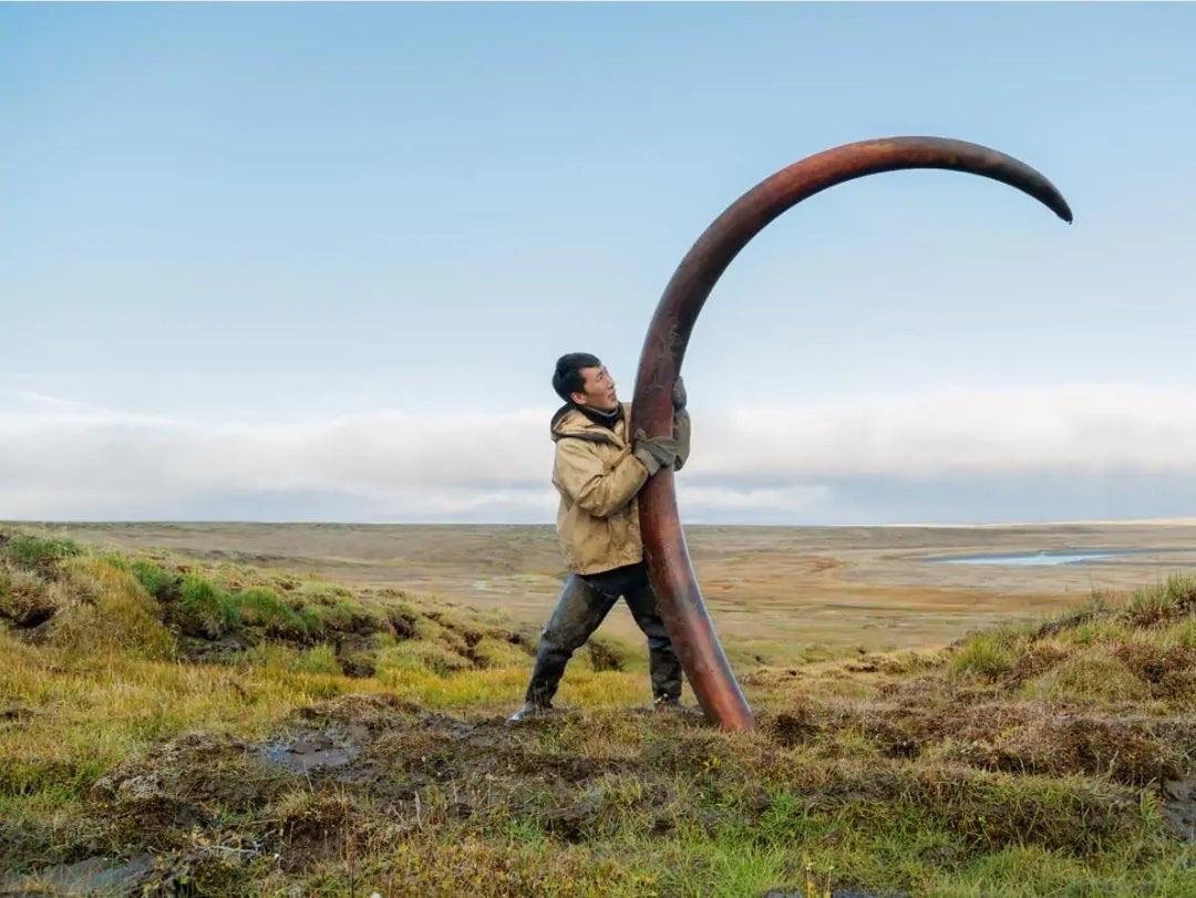 Colmillos curvos del mamut