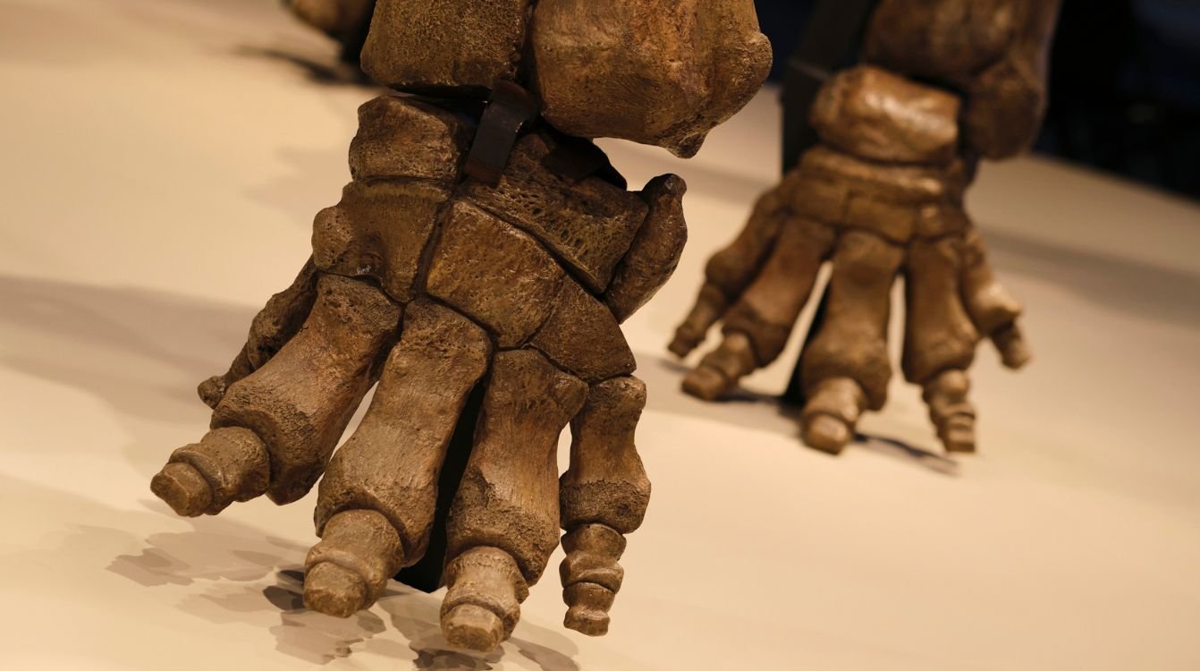 Detalle de las patas adaptadas al frío