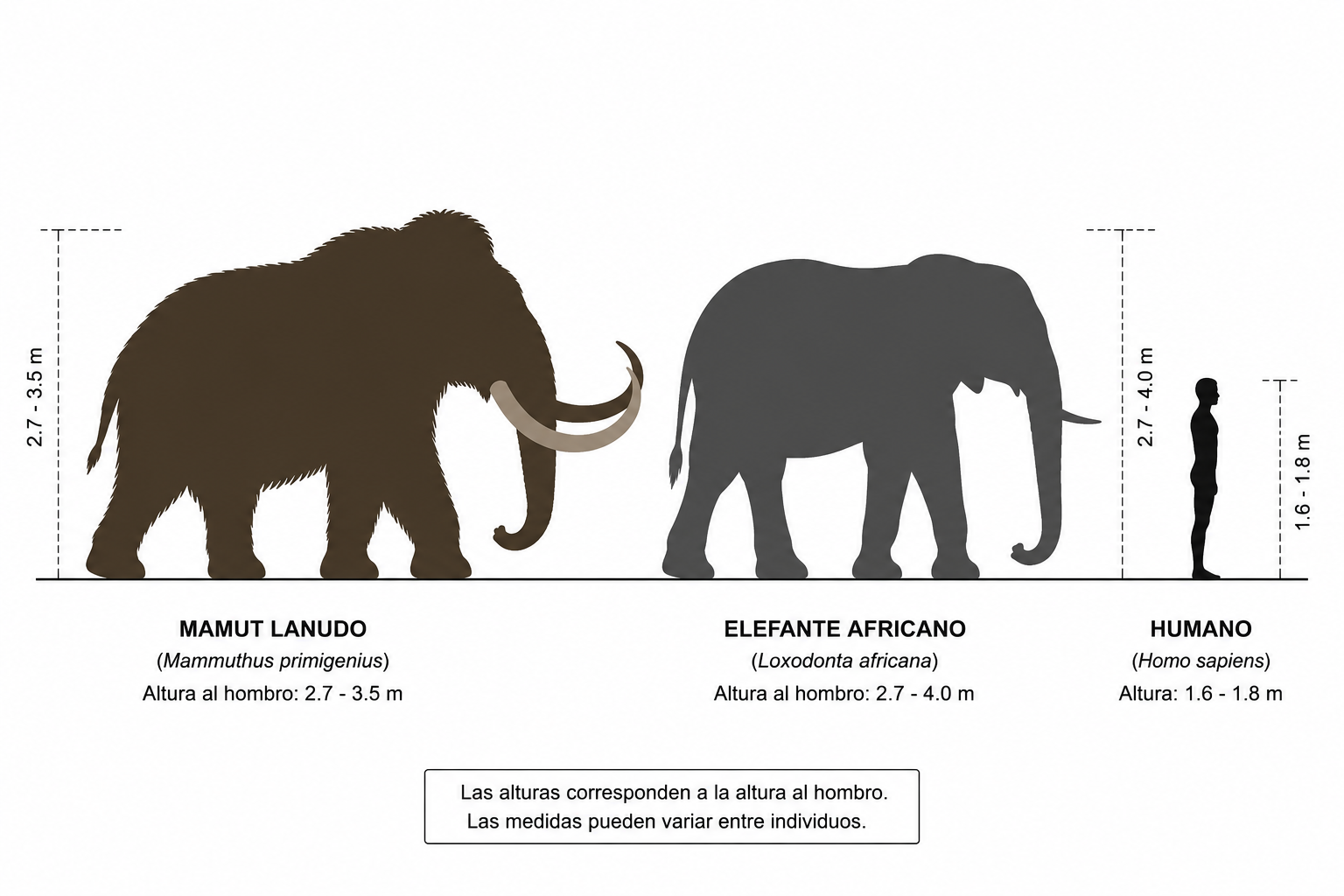 Comparativa de tamaño con un elefante africano y un humano
