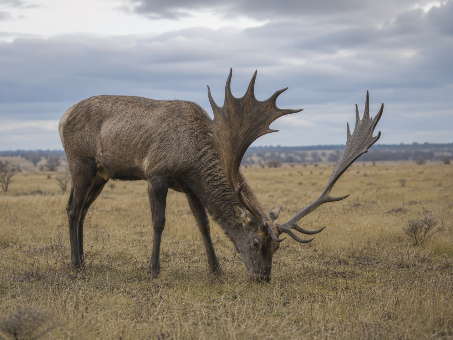 Reconstrucción del megaloceros alimentándose en la estepa