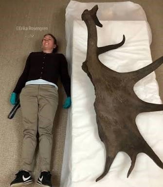 Astas colosales del megaloceros