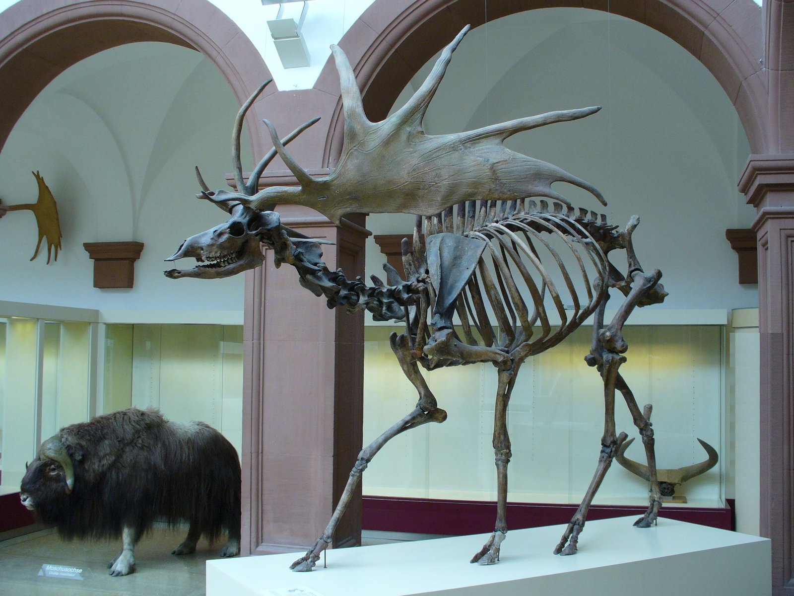 Fósil de megaloceros expuesto en un museo