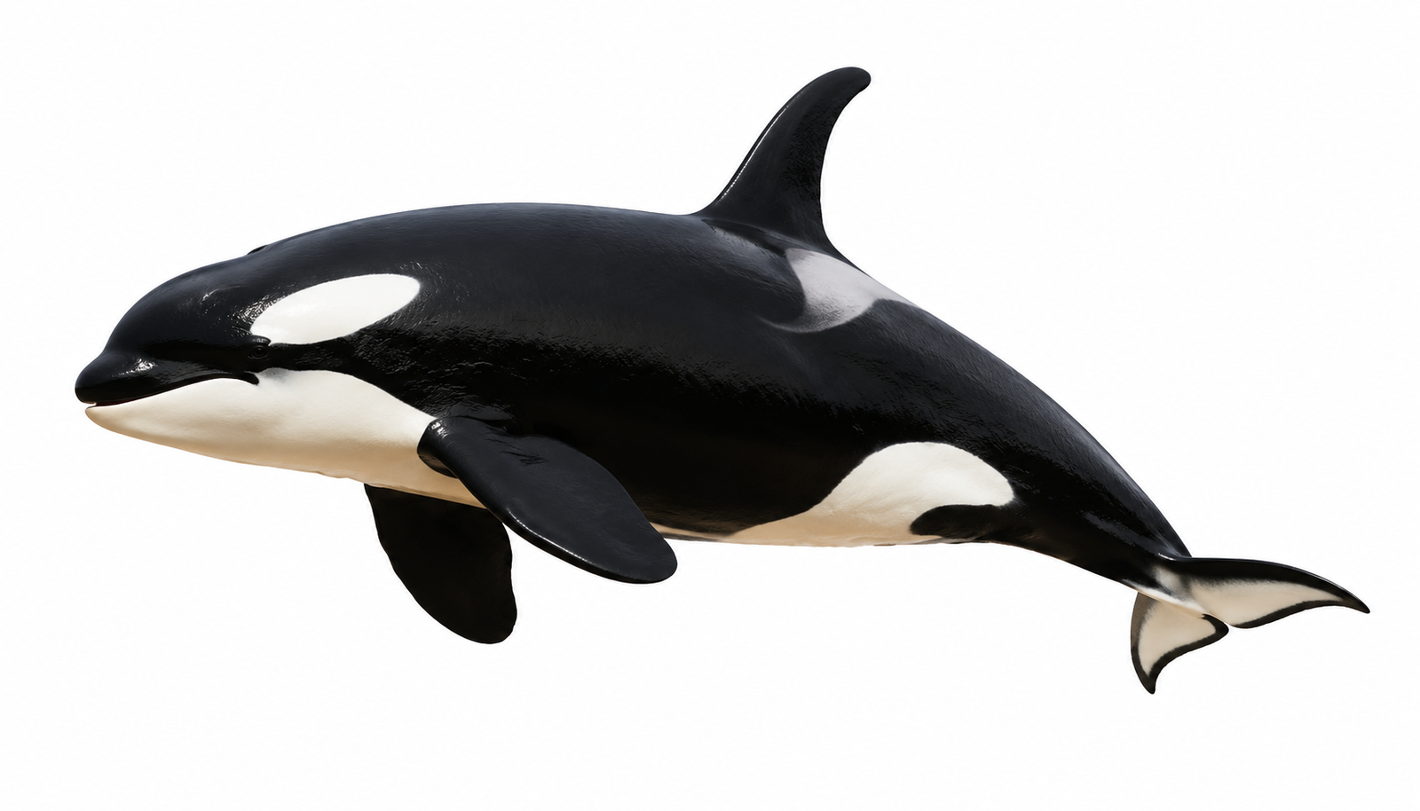 Orca