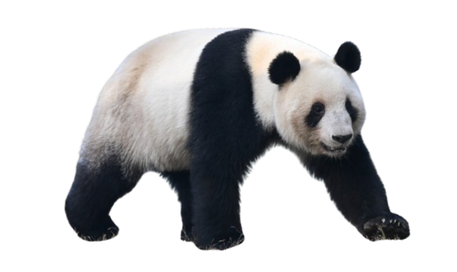 Oso panda gigante