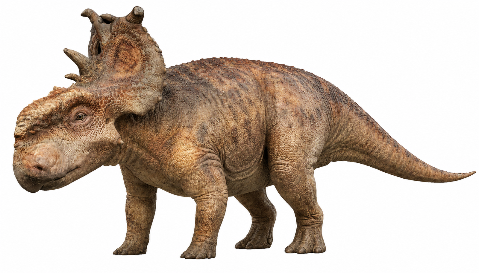 Pachyrhinosaurus