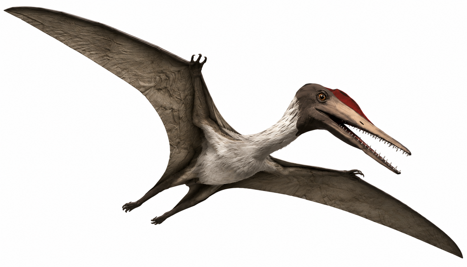 Pterodactylus