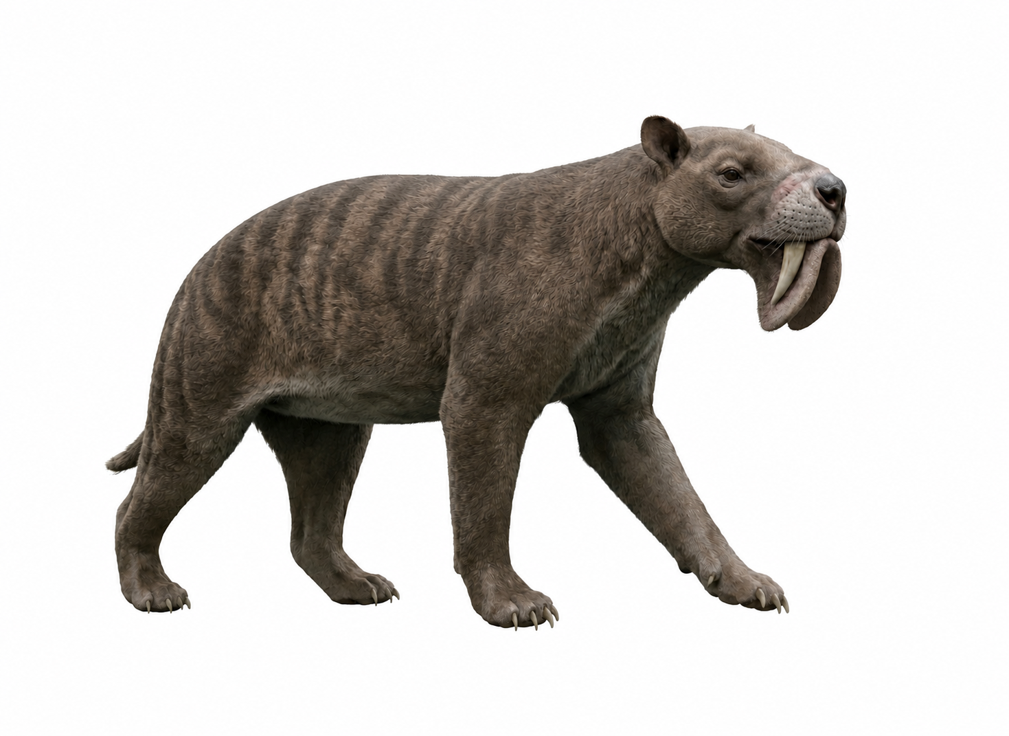 Thylacosmilus