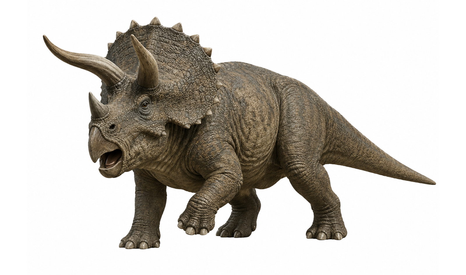 Triceratops