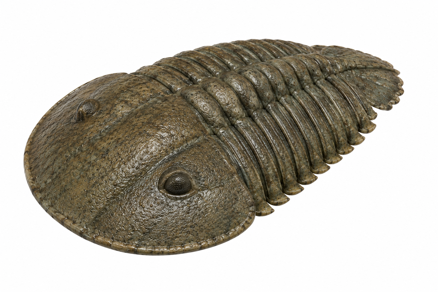 Trimerus